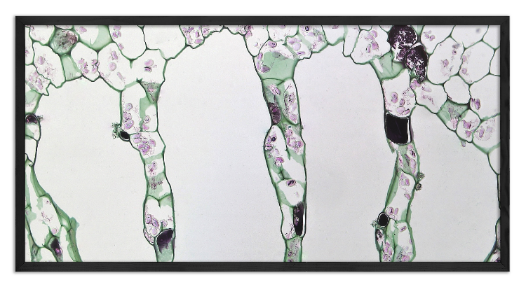 Przekrój łodygi Wywłócznika - 3