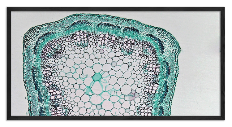Cross-section through an Alfalfa stem