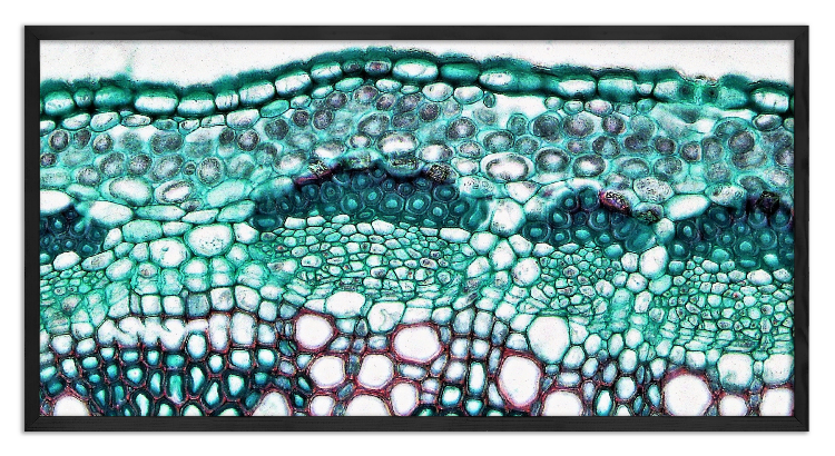 Cross-section through an Alfalfa stem - 2