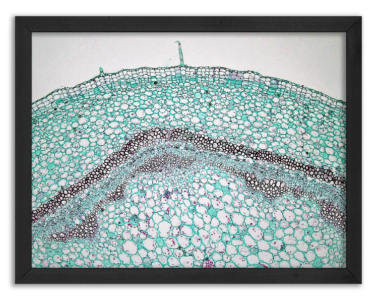 Przekrój łodygi Pelargonii