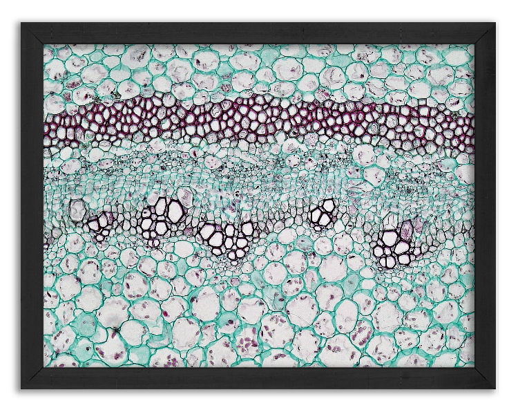 Przekrój łodygi Pelargonii - 2