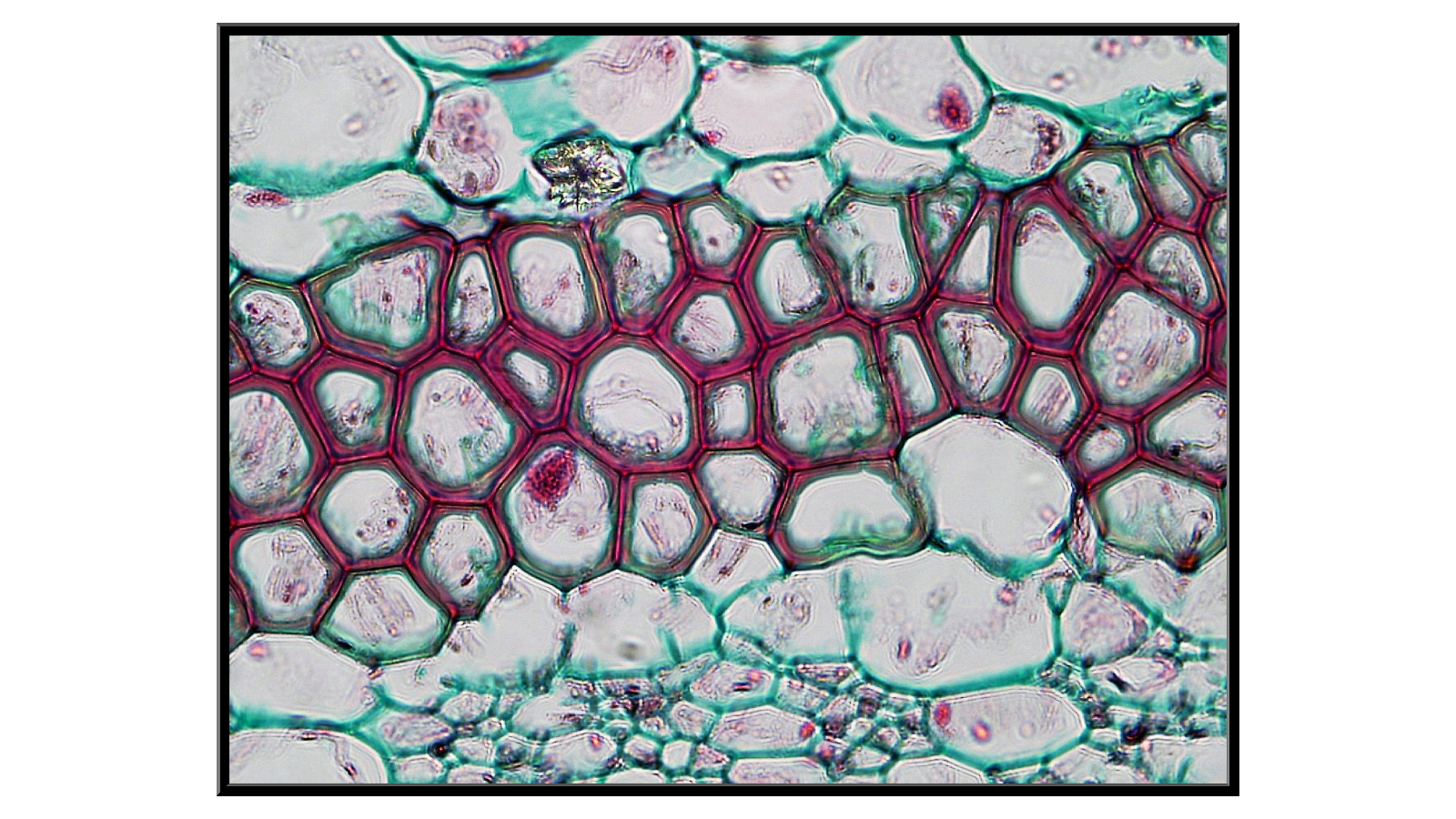 Cross-Section of a Pelargonium stem - 3