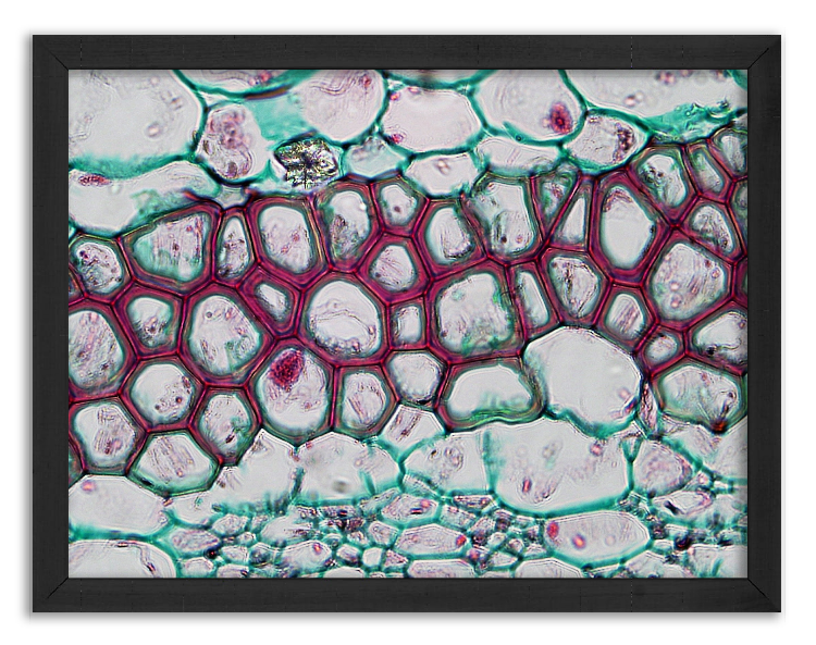 Cross-Section of a Pelargonium stem - 3