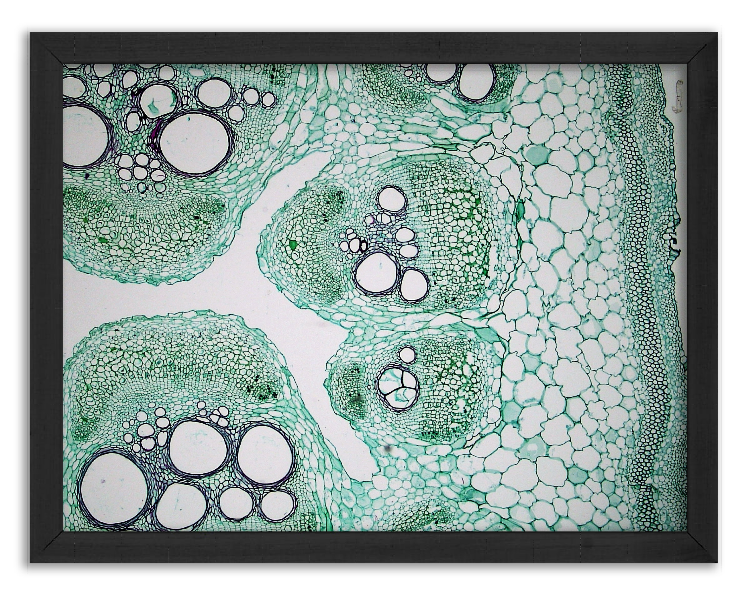 Cross-section of a pumpkin stem