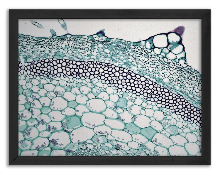 Przekrój łodygi dyni - 2