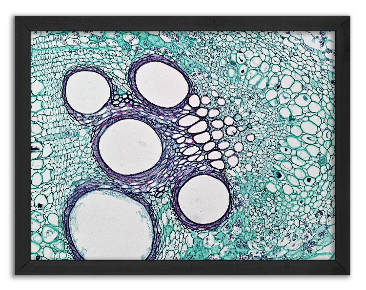 Cross-section of a pumpkin stem - 3