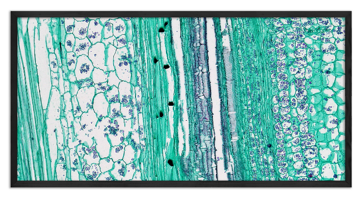 Cross-section of a pumpkin stem - 4