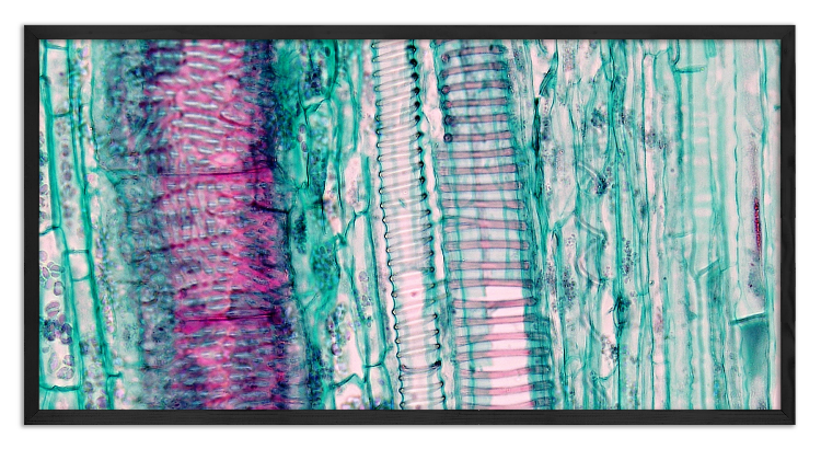 Cross-section of a pumpkin stem - 6