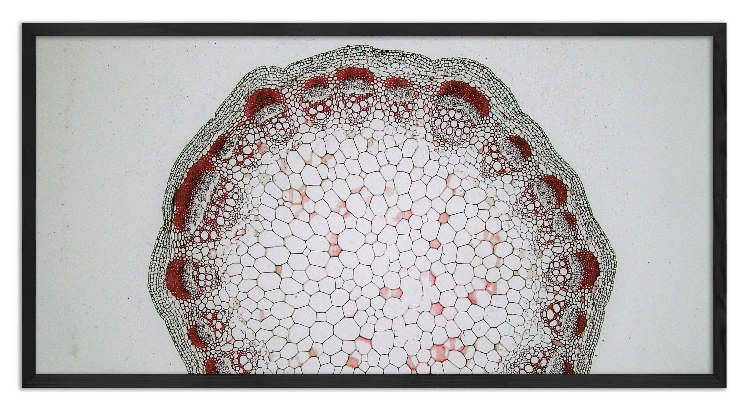 Cross-section of a Sunflower stem