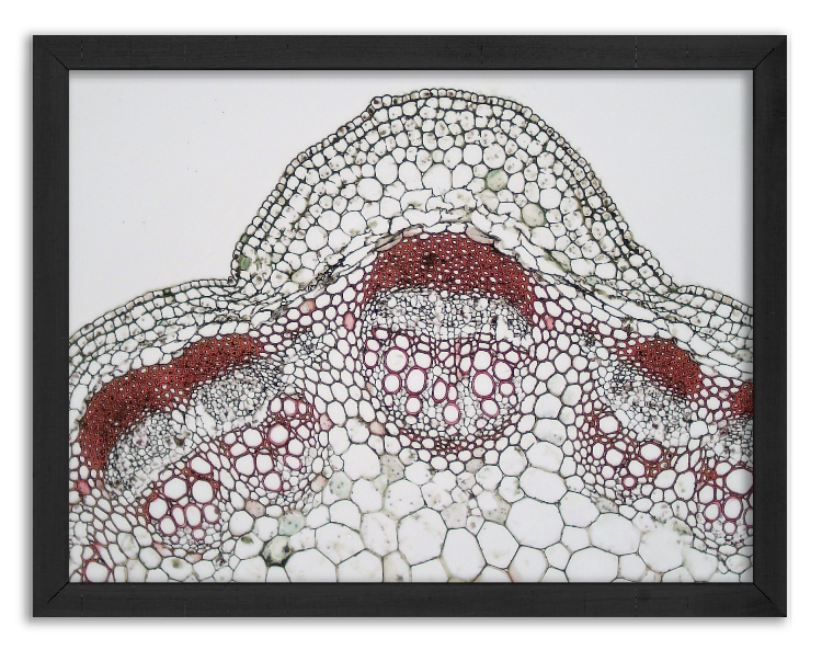 Cross-section of a Sunflower stem - 2