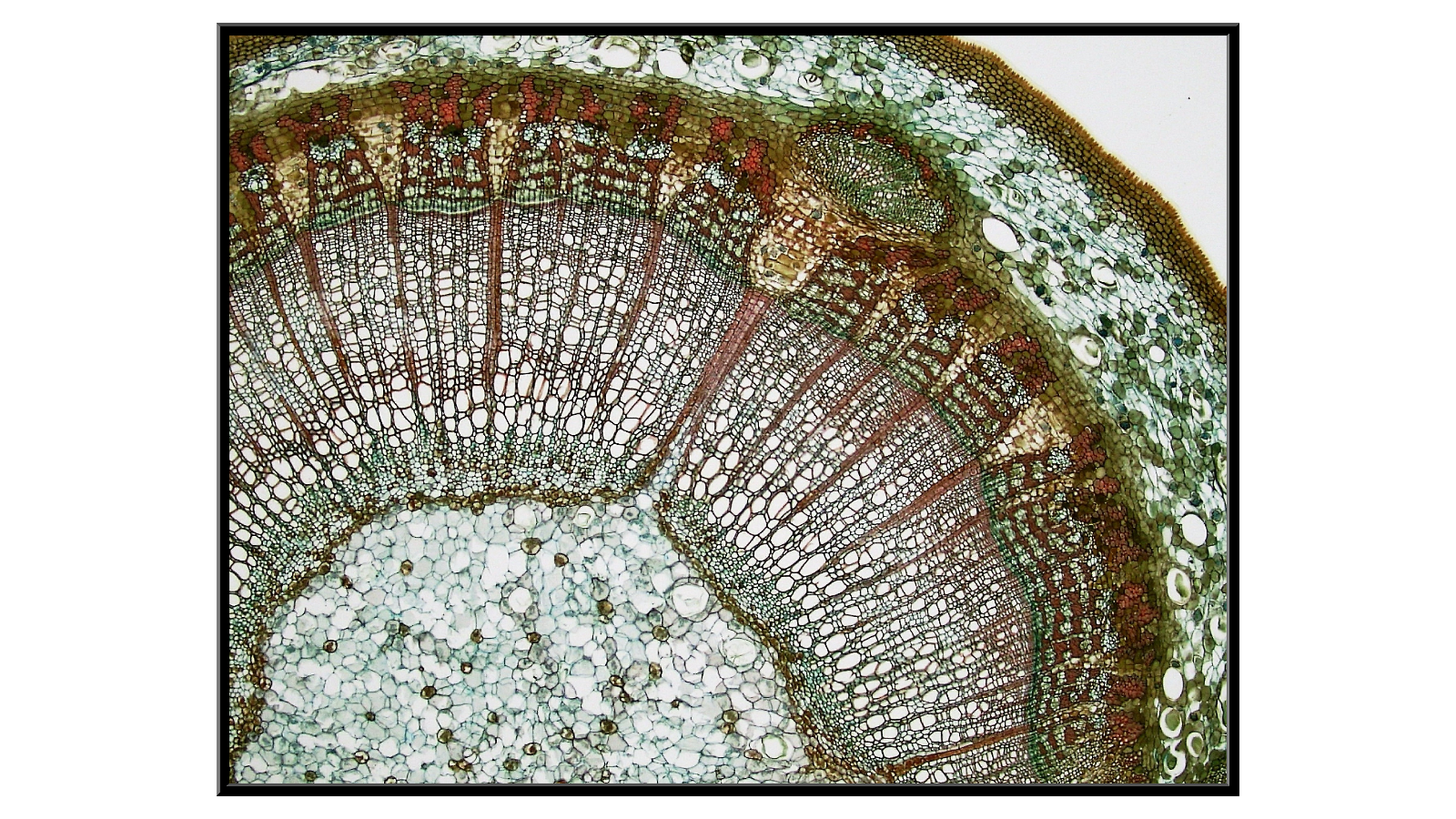 Cross-section of an annual Tilia branch