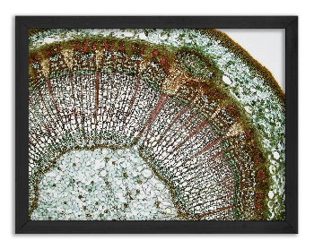 Cross-section of an annual Tilia branch