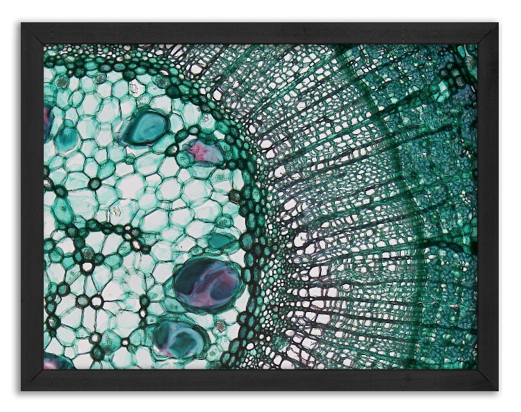 Cross-section of an annual Tilia branch - 2