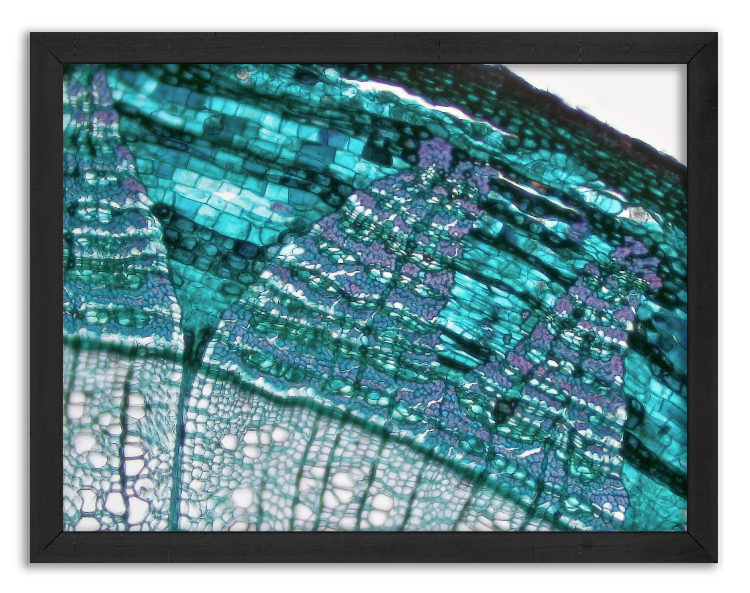 Cross-section of a two-year-old Tilia branch - 2