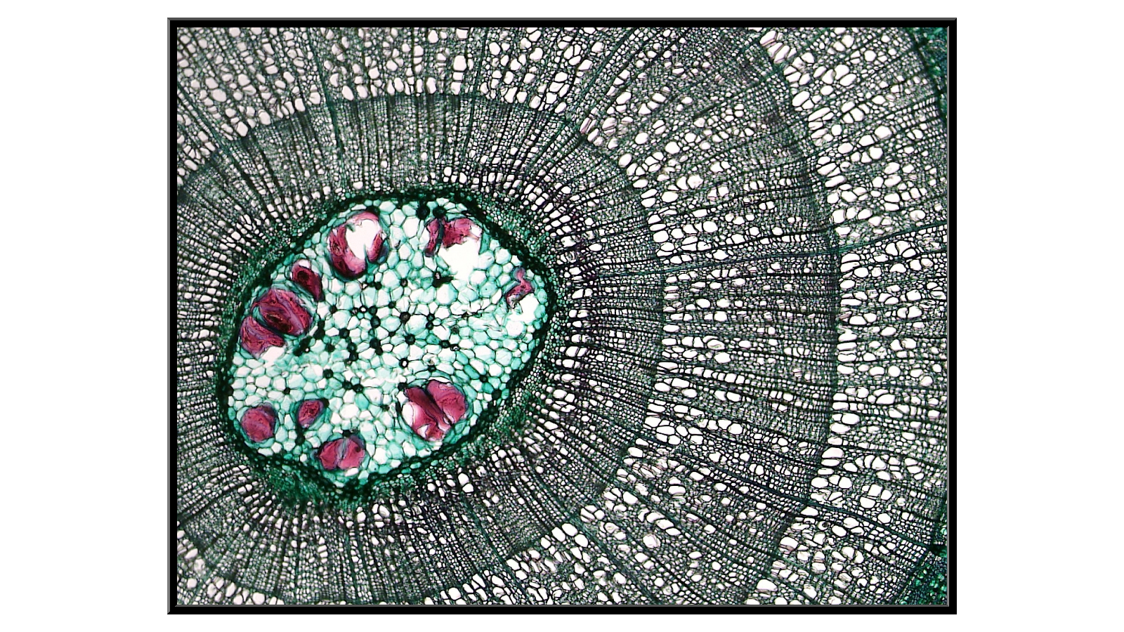 Cross-section of a three-year-old Tilia branch - 2