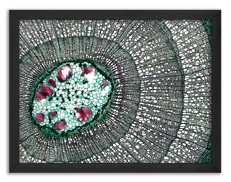 Przekrój trzyletniej gałęzi lipy - 2