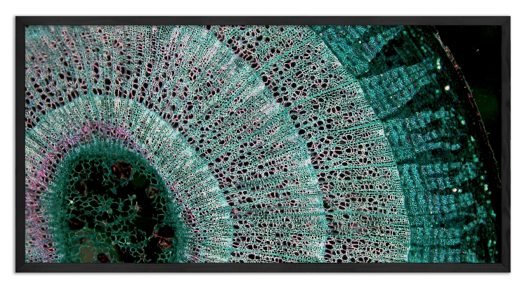 Cross-section of a three-year-old Tilia branch - 3