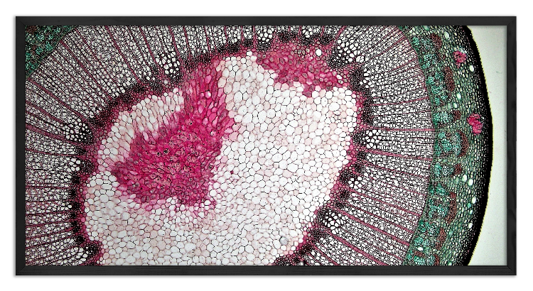 Cross-section of a Liriodendron Branch