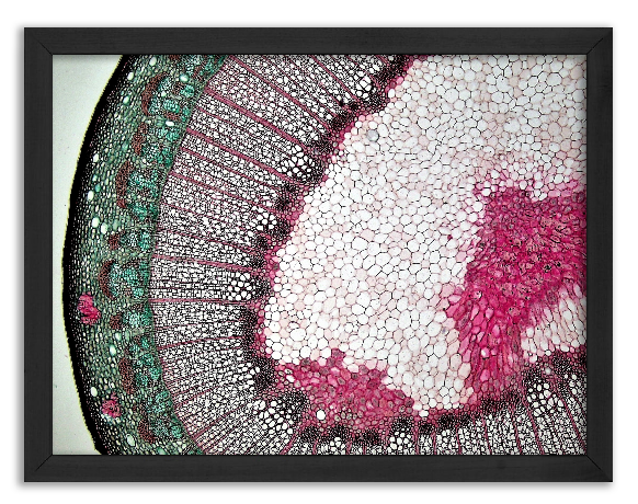 Cross-section of a Liriodendron Branch