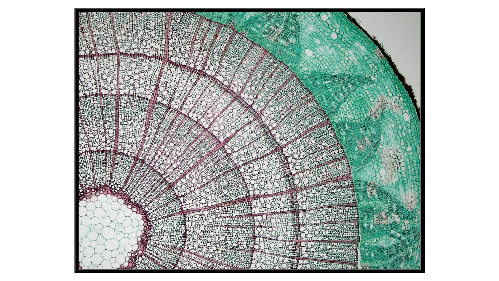 Cross-section of a Liriodendron Branch - 2