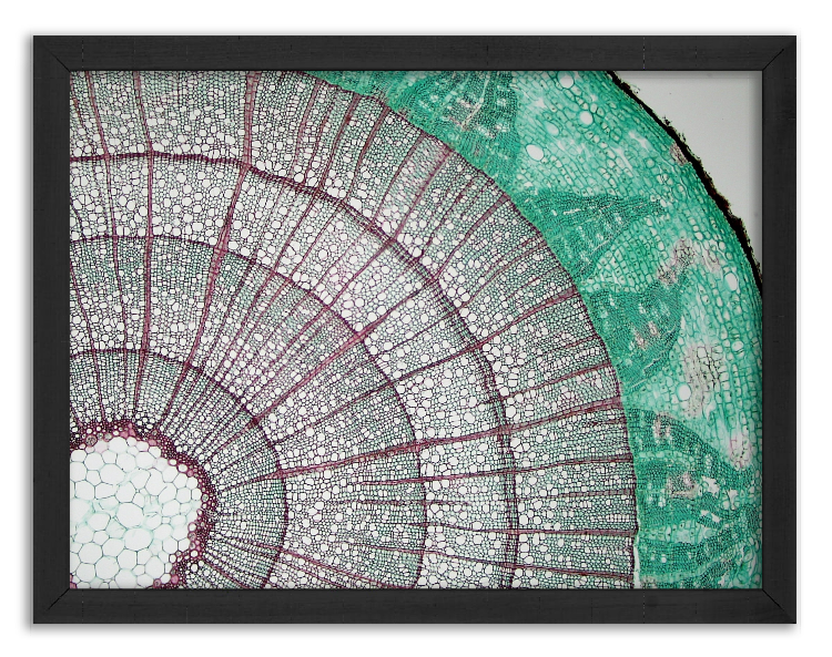 Cross-section of a Liriodendron Branch - 2