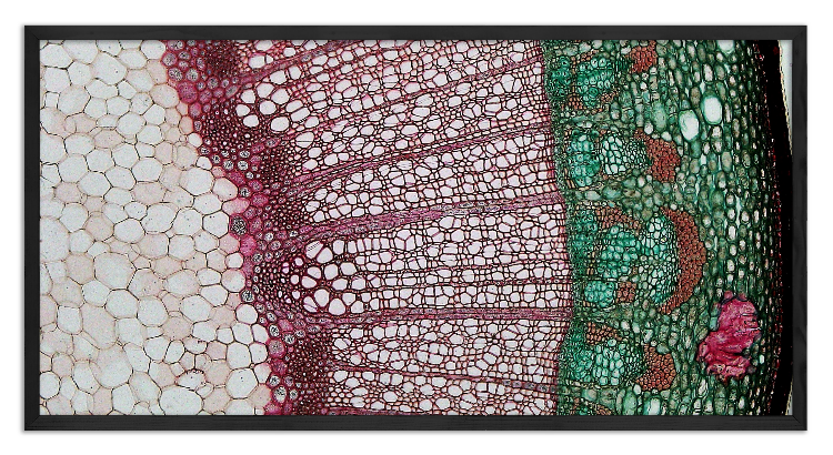 Cross-section of a Liriodendron Branch - 3