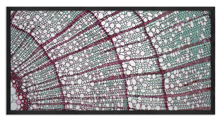 Przekrój gałązki tulipanowca - 4