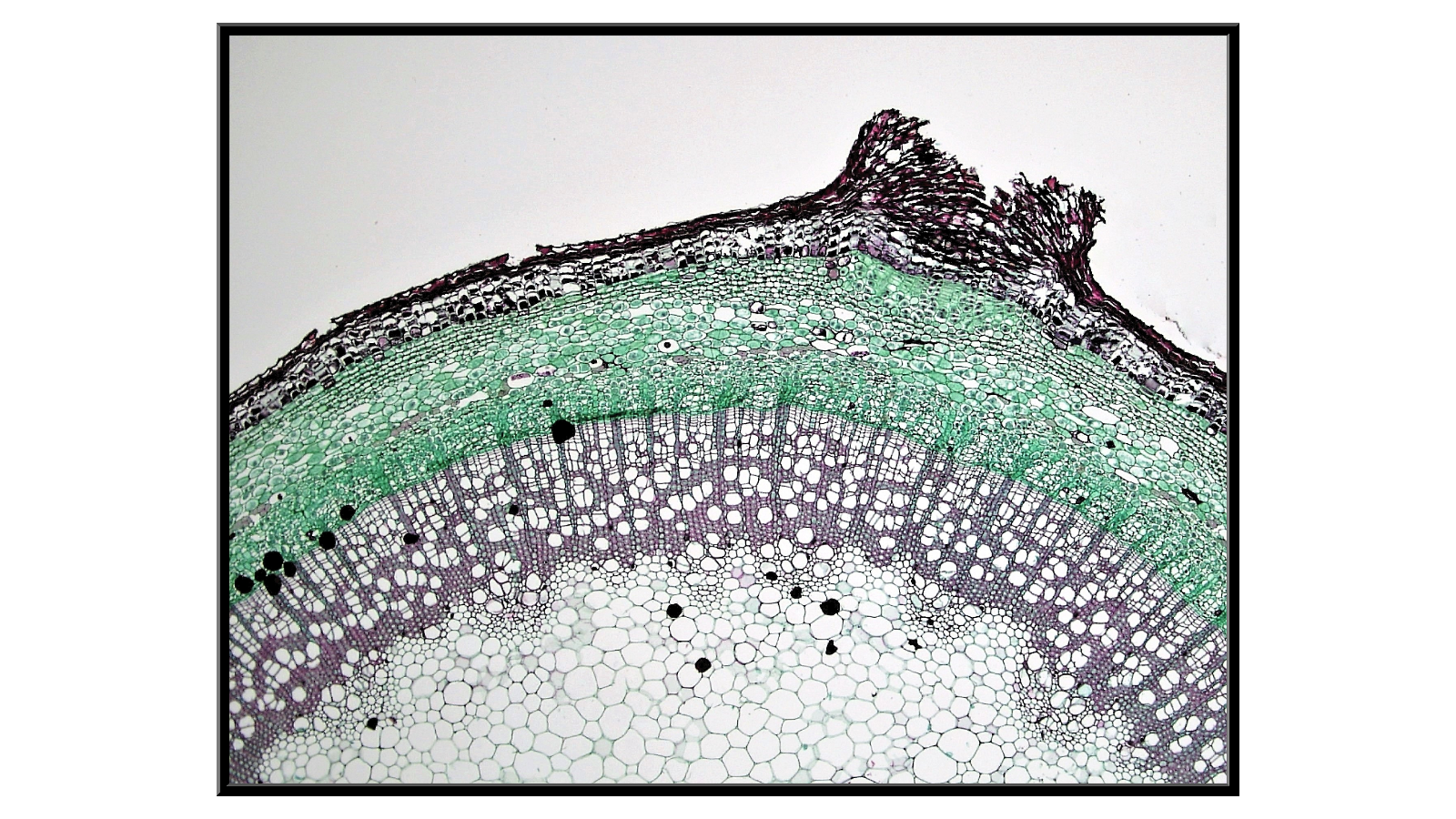 Cross-section through a cracked Elder twig