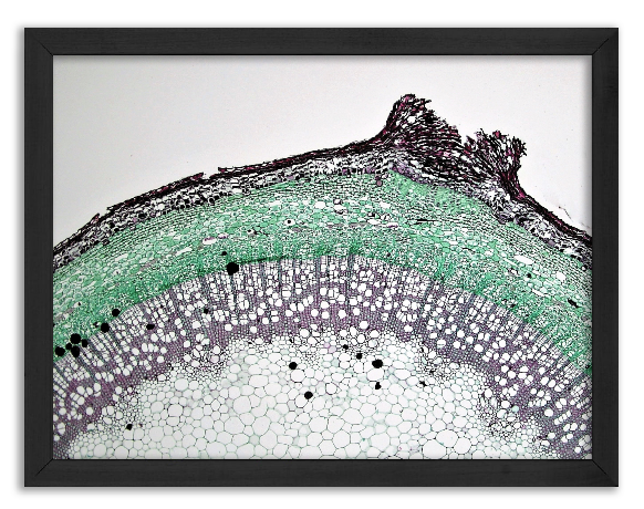 Cross-section through a cracked Elder twig