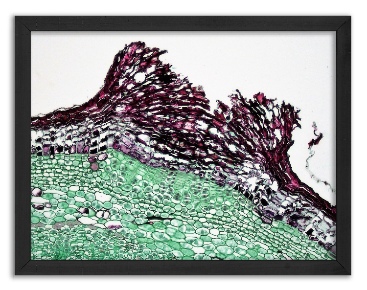 Cross-section through a cracked Elder twig - 2