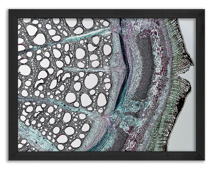 Cross-section of Aristolochia macrophylla stem