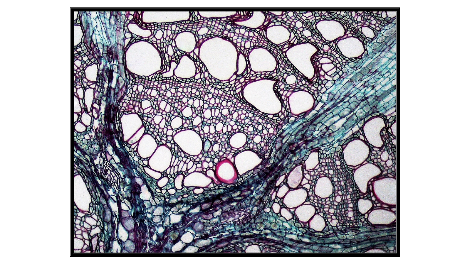 Untitled (photomicrograph of a cross section of Aristolochia vive)