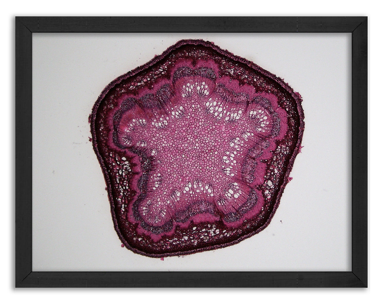 Cross-section of a young oak twig - 3
