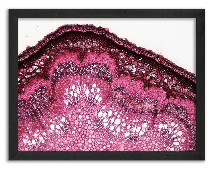 Przekrój młodej gałęzi dębu - 4