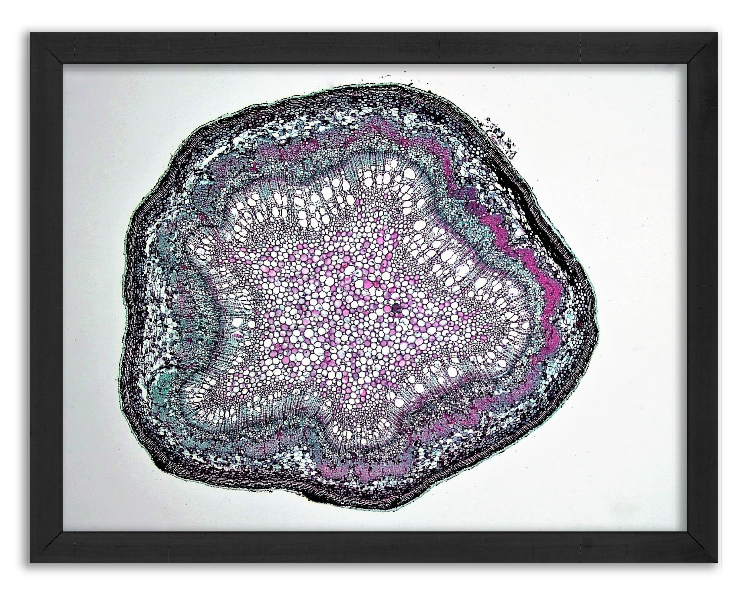 Przekrój młodej gałęzi dębu - 5