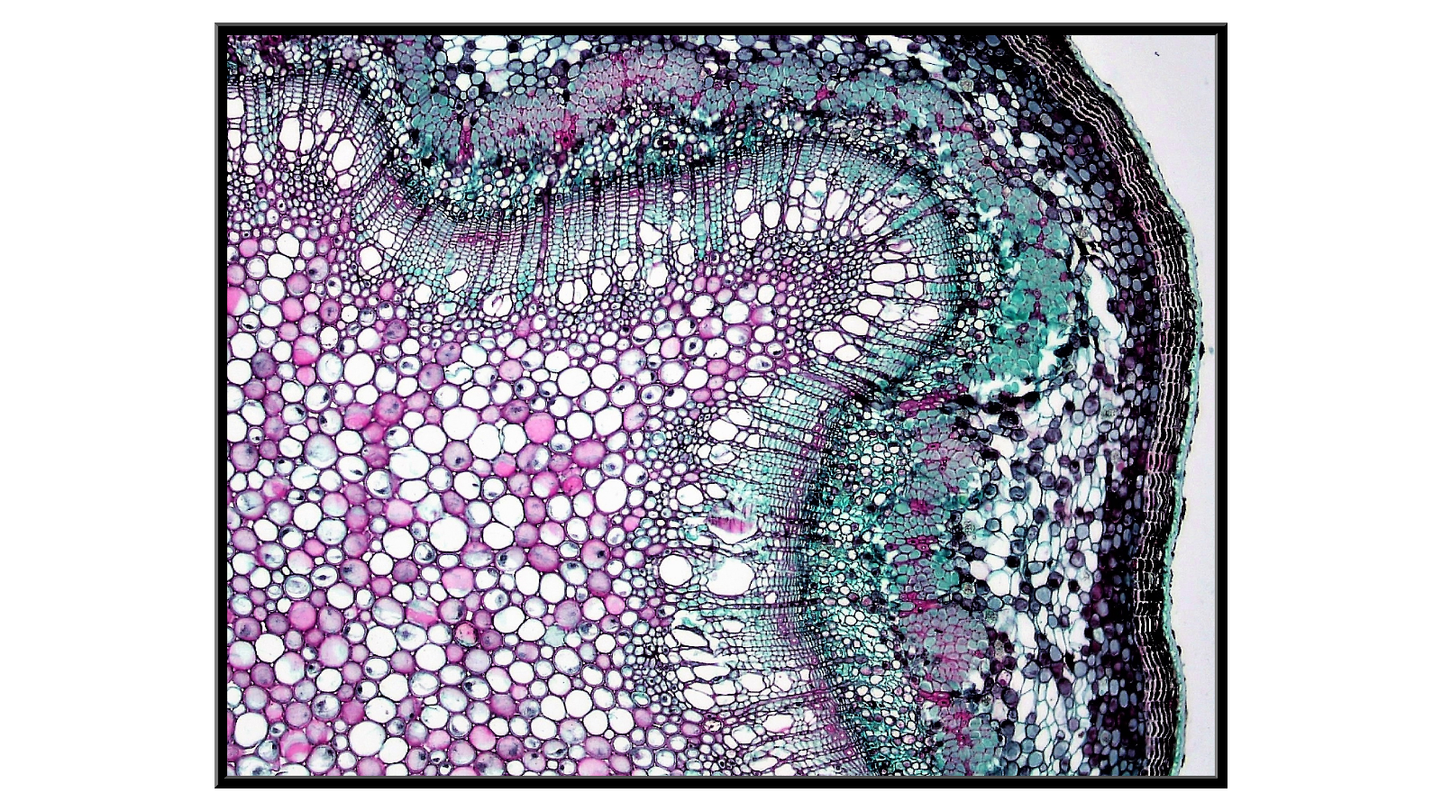 Cross-section of a young oak twig - 6