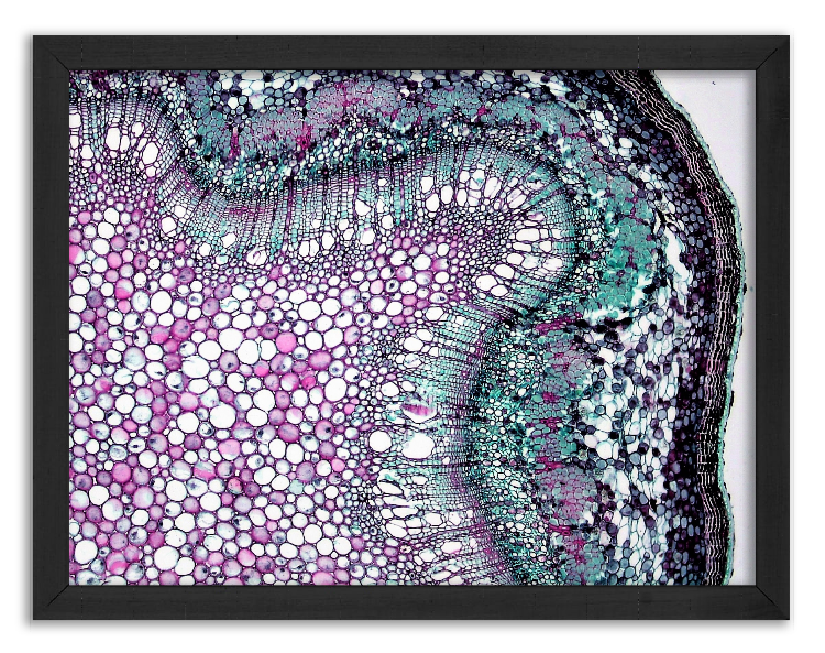 Cross-section of a young oak twig - 6