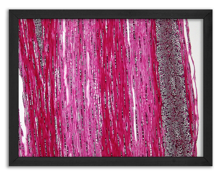 Cross-section of a young oak twig - 7