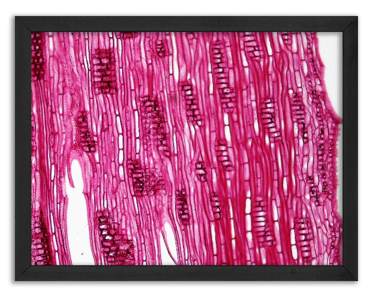 Przekrój młodej gałęzi dębu - 8