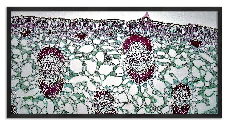 Cross-section of a Yucca Leaf - 2