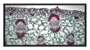 Cross-section of a Yucca Leaf - 2