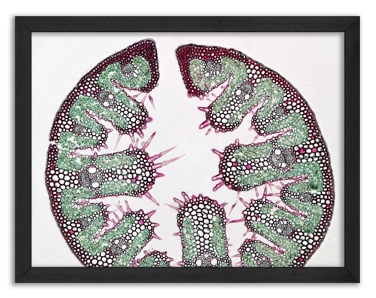 Cross-Section of a Sand Grass