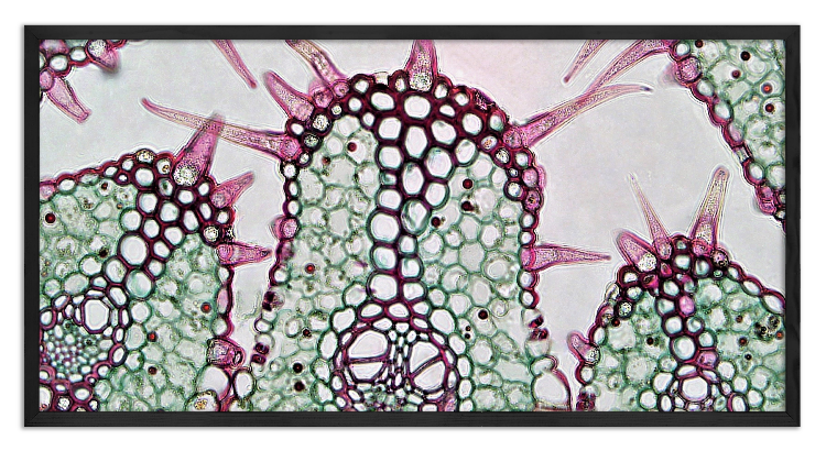 Cross-Section of a Sand Grass - 2