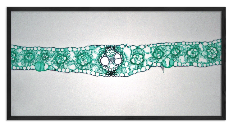 Cross-section of a corn leaf