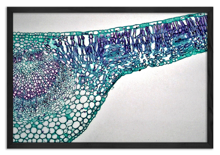 Przekrój przez liść Lilaka