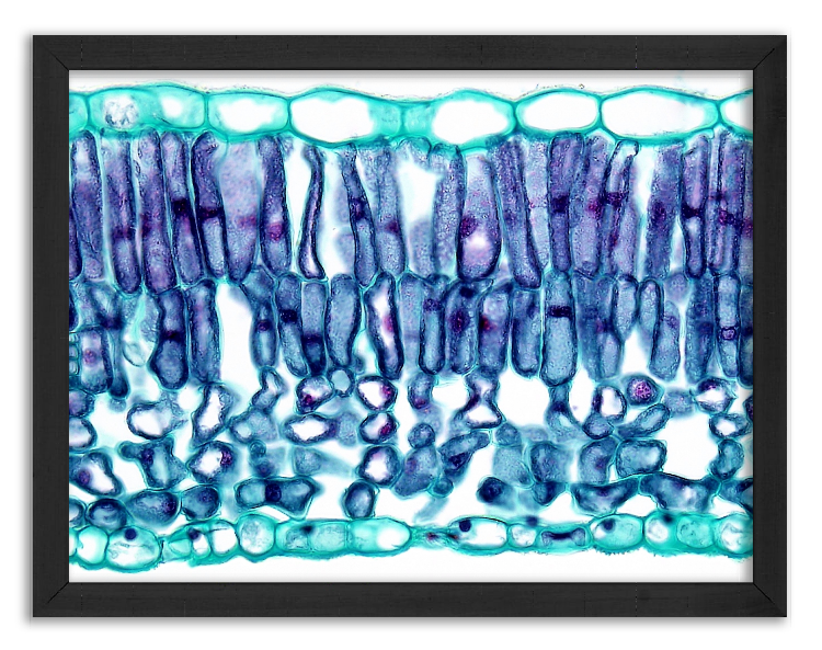Cross-section through a Lilac leaf - 2