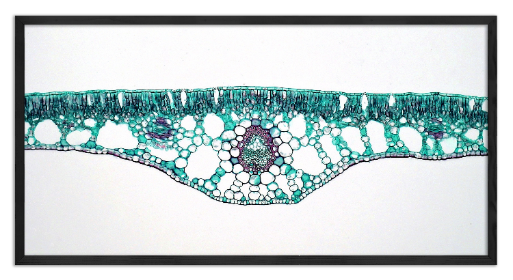 Cross-section of a Potamogeton leaf