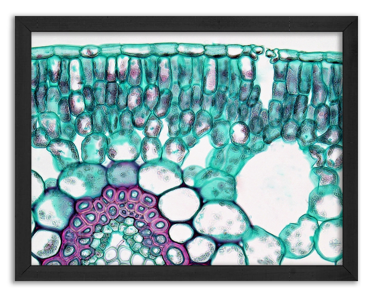 Cross-section of a Potamogeton leaf - 2
