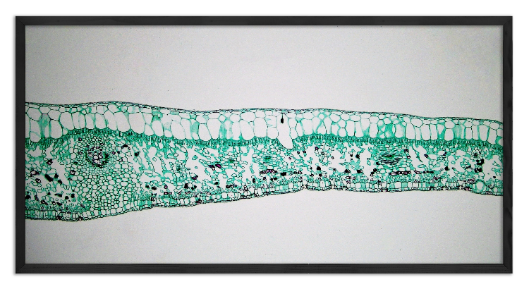 Cross-section through a Ficus leaf