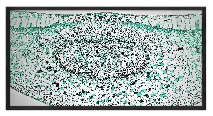 Cross-section through a Ficus leaf - 2
